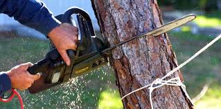 Best Tree Risk Assessment  in East Palestine, OH